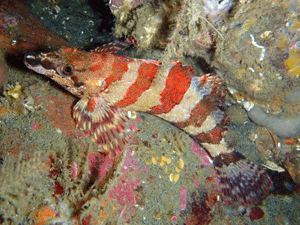 Painted Greenling seen at Keystone Jetty