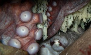 Giant Pacific Octopus on eggs by Steve Zedekar