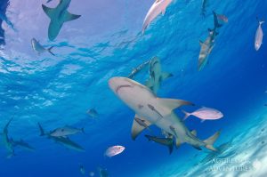 Bahamas Dive Trip