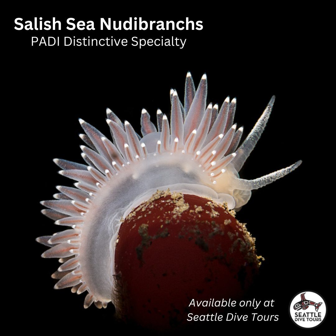 Salish_Sea_Nudibranchs_(1)